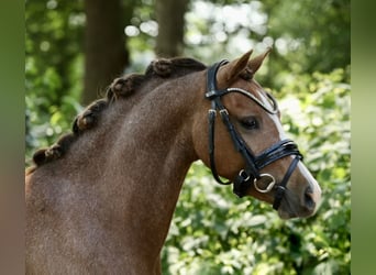 Welsh-A, Stute, 3 Jahre, 125 cm, Fuchs