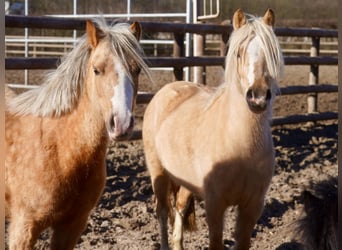 Welsh-A, Stute, 3 Jahre, Palomino