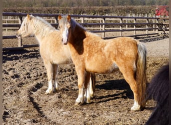 Welsh-A, Stute, 3 Jahre, Palomino