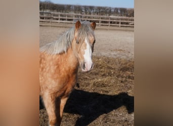 Welsh-A, Stute, 3 Jahre, Palomino