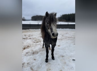 Welsh-A Mix, Stute, 4 Jahre, 112 cm, Kann Schimmel werden