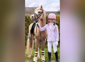 Welsh-A, Stute, 4 Jahre, 115 cm, Palomino