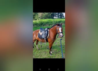 Welsh-A, Stute, 4 Jahre, 116 cm, Brauner