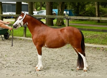 Welsh-A, Stute, 4 Jahre, 116 cm, Brauner
