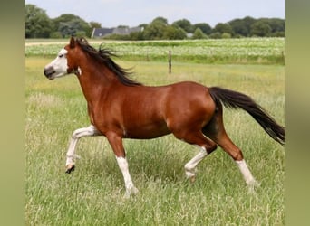 Welsh-A, Stute, 4 Jahre, 116 cm, Brauner