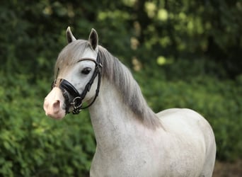 Welsh-A Mix, Stute, 4 Jahre, 117 cm, Schimmel