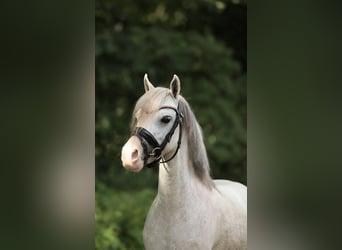 Welsh-A Mix, Stute, 4 Jahre, 117 cm, Schimmel
