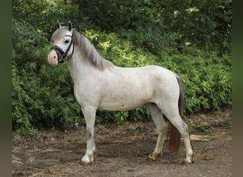 Welsh-A Mix, Stute, 4 Jahre, 117 cm, Schimmel
