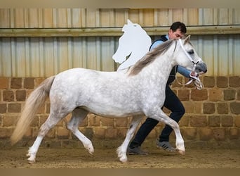 Welsh-A, Stute, 4 Jahre, 118 cm, Schimmel