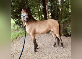Welsh-A Mix, Stute, 4 Jahre, 120 cm, Falbe
