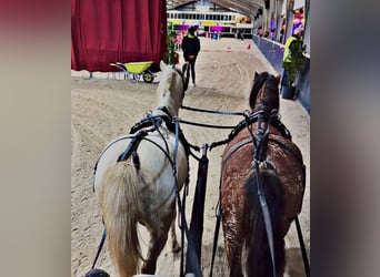 Welsh-A, Stute, 4 Jahre, 120 cm, Roan-Red