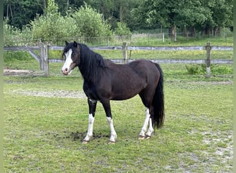 Welsh-A, Stute, 4 Jahre, 120 cm, Schwarzbrauner