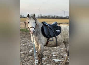 Welsh-A, Stute, 4 Jahre, 121 cm, Apfelschimmel