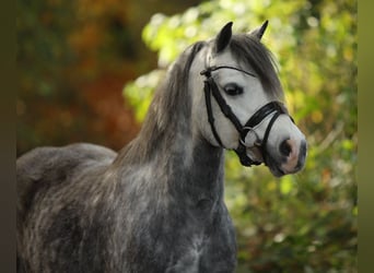 Welsh-A, Stute, 4 Jahre, 122 cm, Schimmel
