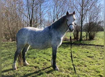 Welsh-A, Stute, 4 Jahre, 122 cm, Schimmel