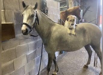 Welsh-A, Stute, 4 Jahre, 122 cm, Schimmel