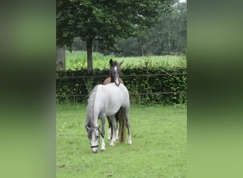 Welsh-A, Stute, 4 Jahre, 122 cm, Schimmel