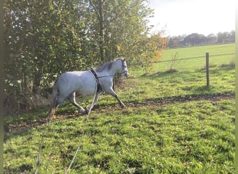 Welsh-A, Stute, 4 Jahre, 122 cm, Schimmel