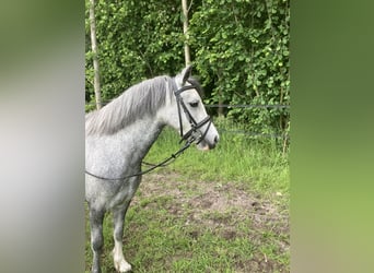 Welsh-A, Stute, 4 Jahre, 122 cm, Schimmel