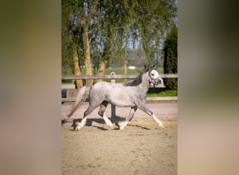 Welsh-A, Stute, 4 Jahre, 123 cm, Blauschimmel