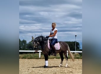 Welsh-A, Stute, 4 Jahre, 123 cm, Schimmel
