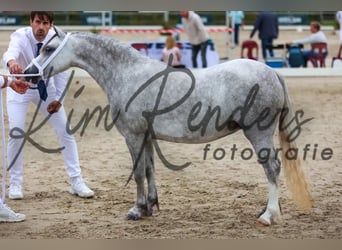 Welsh-A, Stute, 4 Jahre, 125 cm, Apfelschimmel