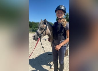 Welsh-A, Stute, 4 Jahre, 125 cm, Braunfalbschimmel