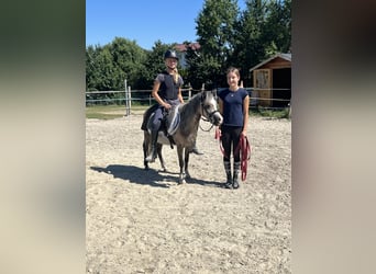 Welsh-A, Stute, 4 Jahre, 125 cm, Braunfalbschimmel