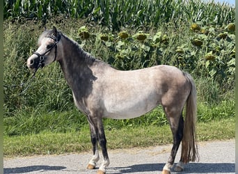 Welsh-A, Stute, 4 Jahre, 125 cm, Braunfalbschimmel