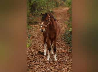 Welsh-A, Stute, 4 Jahre, 125 cm