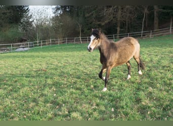 Welsh-A, Stute, 4 Jahre, 127 cm, Brauner