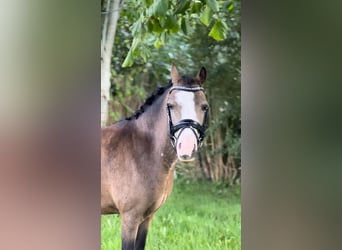 Welsh-A, Stute, 5 Jahre, 113 cm, Falbe