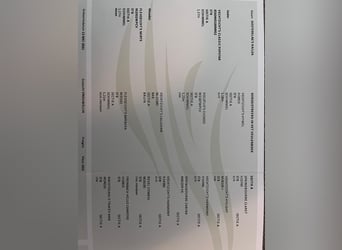 Welsh-A, Stute, 5 Jahre, 117 cm, Brauner