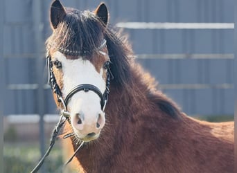 Welsh-A, Stute, 5 Jahre, 117 cm, Brauner