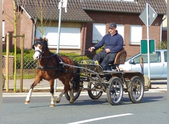 Welsh-A, Stute, 5 Jahre, 117 cm, Brauner