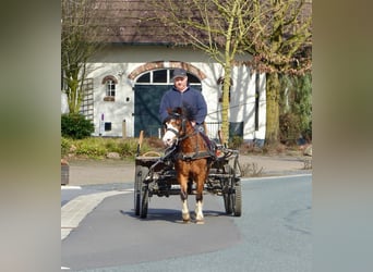 Welsh-A, Stute, 5 Jahre, 117 cm, Brauner