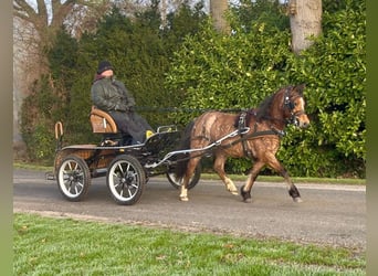 Welsh-A, Stute, 5 Jahre, 120 cm, Roan-Red