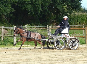 Welsh-A, Stute, 5 Jahre, 120 cm, Roan-Red