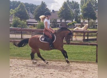 Welsh-A, Stute, 5 Jahre, 121 cm, Brauner