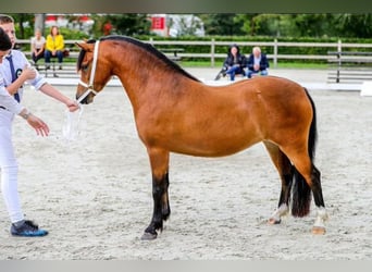 Welsh-A, Stute, 5 Jahre, 121 cm, Brauner