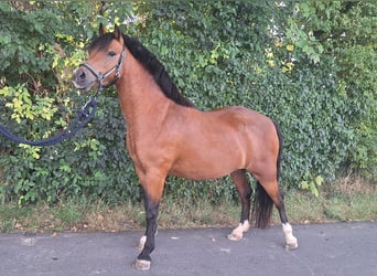 Welsh-A, Stute, 5 Jahre, 121 cm, Brauner