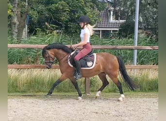Welsh-A, Stute, 5 Jahre, 121 cm, Brauner