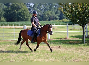 Welsh-A, Stute, 5 Jahre, 121 cm, Brauner