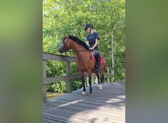 Welsh-A, Stute, 5 Jahre, 121 cm, Brauner