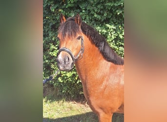 Welsh-A, Stute, 5 Jahre, 121 cm, Brauner