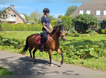 Welsh-A, Stute, 5 Jahre, 121 cm, Brauner