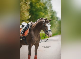 Welsh-A, Stute, 5 Jahre, 121 cm, Dunkelfuchs