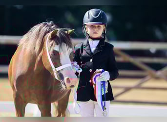 Welsh-A, Stute, 5 Jahre, 121 cm, Dunkelfuchs