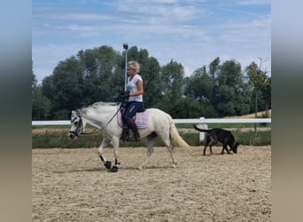 Welsh-A, Stute, 5 Jahre, 122 cm, Apfelschimmel