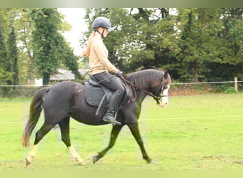 Welsh-A, Stute, 5 Jahre, 122 cm, Rappe
